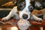 neue witzige Bilder