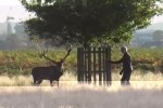Video - Hirsch jagt Menschen in London