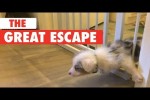 Video - The Great Escape - der große Ausbruch