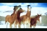 Video - Pferde im Schnee - Budweiser