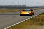 Video - Filmreif Lamborghini rast über Eichhörnchen