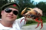 Video - Leg dich niemals mit einer Krabbe an