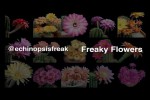 Video - Wunderschöne Kakteen-Blüten