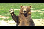 Video - Lustige Bären
