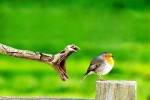 neue witzige Bilder