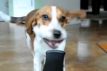 Video - Hund vs. Gebläse