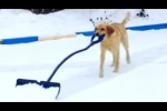Video - Hunde beim Schnee-Schippen
