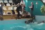 Video - Ärger bei russischer Delphin-Show