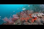 Video - Indonesien Unterwasser