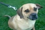 Video - Hoppalas mit Hunden