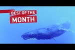 Video - die besten Videos vom Januar 2018