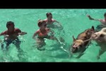 Video - Schwimmende Schweine auf den Bahamas