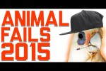 Video - Lustige Szenen mit Tieren