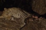 Video - Eye of the Leopard (Englisch)