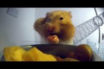 Video - Hamsterbacken