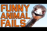 Video - Lustige Tier-Hoppalas