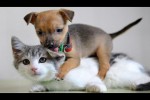 Video - Lustige Katzen treffen zum ersten Mal auf süße Welpen - ein best of