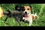 Video - Tiere in Aktion