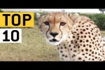 Video - Die 10 gefährlichsten Tiere der Welt