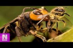 Video - Die größten Insekten der Welt