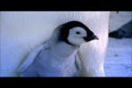 Video - Pinguine schlüpfen