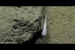 Video - Ghost Fish im Marianengraben gesichtet