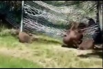 Video - Kleine Bären und eine Hängematte