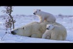 Video - Eisbär-Babies mit ihrer Mama