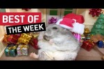 Video - die besten Videos der 1. Dezember-Woche