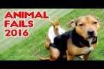 Video - Best Animal Fails 2016