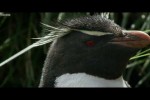 Video - Lustige junge Pinguine lernen zu klettern