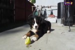 Video - Hunde und Zitronen