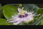 Video - Pflanzen - ein richtig schönes Natur-Video