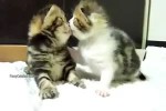 Video - Witzige Katzenbabys