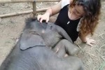 Video - Kuscheliger Babyelefant