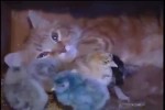 Video - Liebe Katzen-Mama