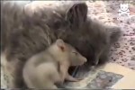 Video - Friedlich - Ratte und Katze