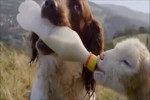 Video - Tiere füttern Tiere