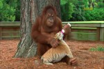 Video - Orangutan ist Babysitter
