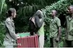Video - Affe bekommt die Freiheit zurück