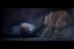 Video - Unterschied zwischen Hund und Mensch