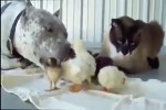 Video - Tierfreundschaften