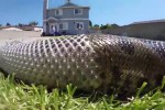 Video - Riesenschlange häutet sich