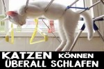 Video - Katzen koennen ueberall schlafen