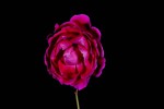 Video - Live of a Rose Flower - Das Leben einer Rose