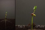 Video - Pflanzen-Wachstum