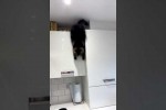 Video - Katze gleitet vom Küchenschrank