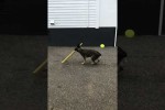Video - Pepper the Dog with a Swing and a Miss