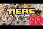 Video - Tiere in Action 23 - Lustige Katzen und Hunde