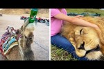 Video - Die besten Videos 2025 (Teil 54)